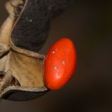 Erythrina corallodendron. Семя. Израиль, Шарон, пос. Кфар Шмариягу, в культуре в озеленении. 10.01.2016.