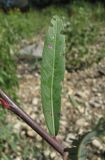 Salix elbursensis. Лист с поражениями. Краснодарский край, Абинский р-н, г. Абинск, берег р. Абин. 01.10.2016.