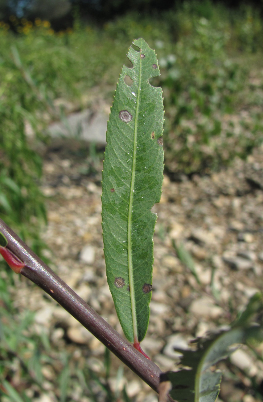 Image of Salix elbursensis specimen.