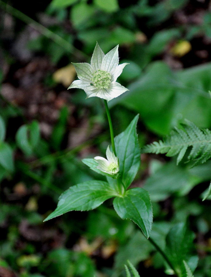 Image of Astrantia maxima specimen.