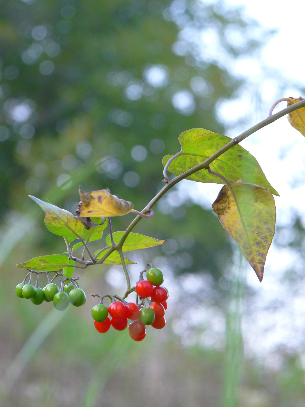 Image of Solanum dulcamara specimen.