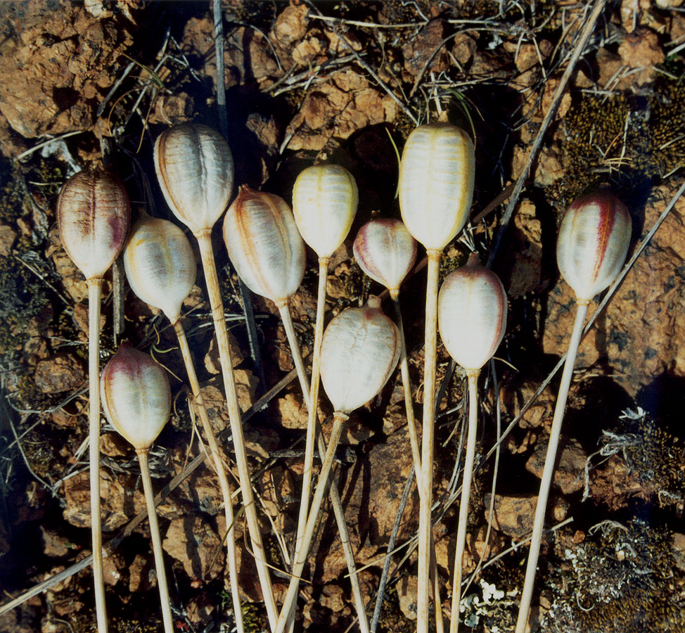 Изображение особи Tulipa scythica.
