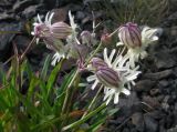 Silene chamarensis