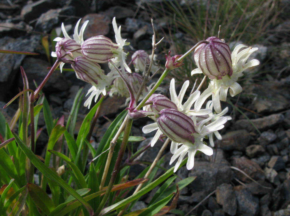 Image of Silene chamarensis specimen.