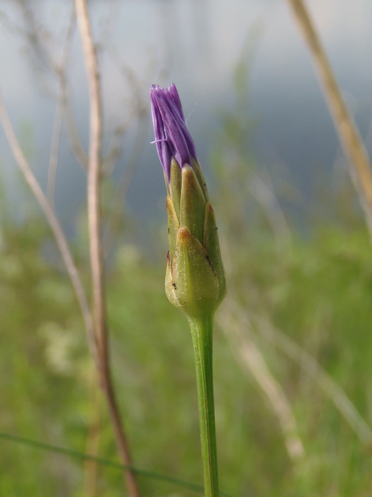 Изображение особи Scorzonera purpurea.