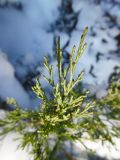 Juniperus virginiana. Верхушки побегов. Марий Эл, г. Йошкар-Ола, Центральный парк, в культуре. 13.12.2016.