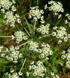 Chaerophyllum prescottii