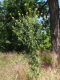 Sisymbrium loeselii. Цветущее растение. Украина, г. Запорожье, средняя часть о-ва Хортица, возле дороги. 06.06.2015.