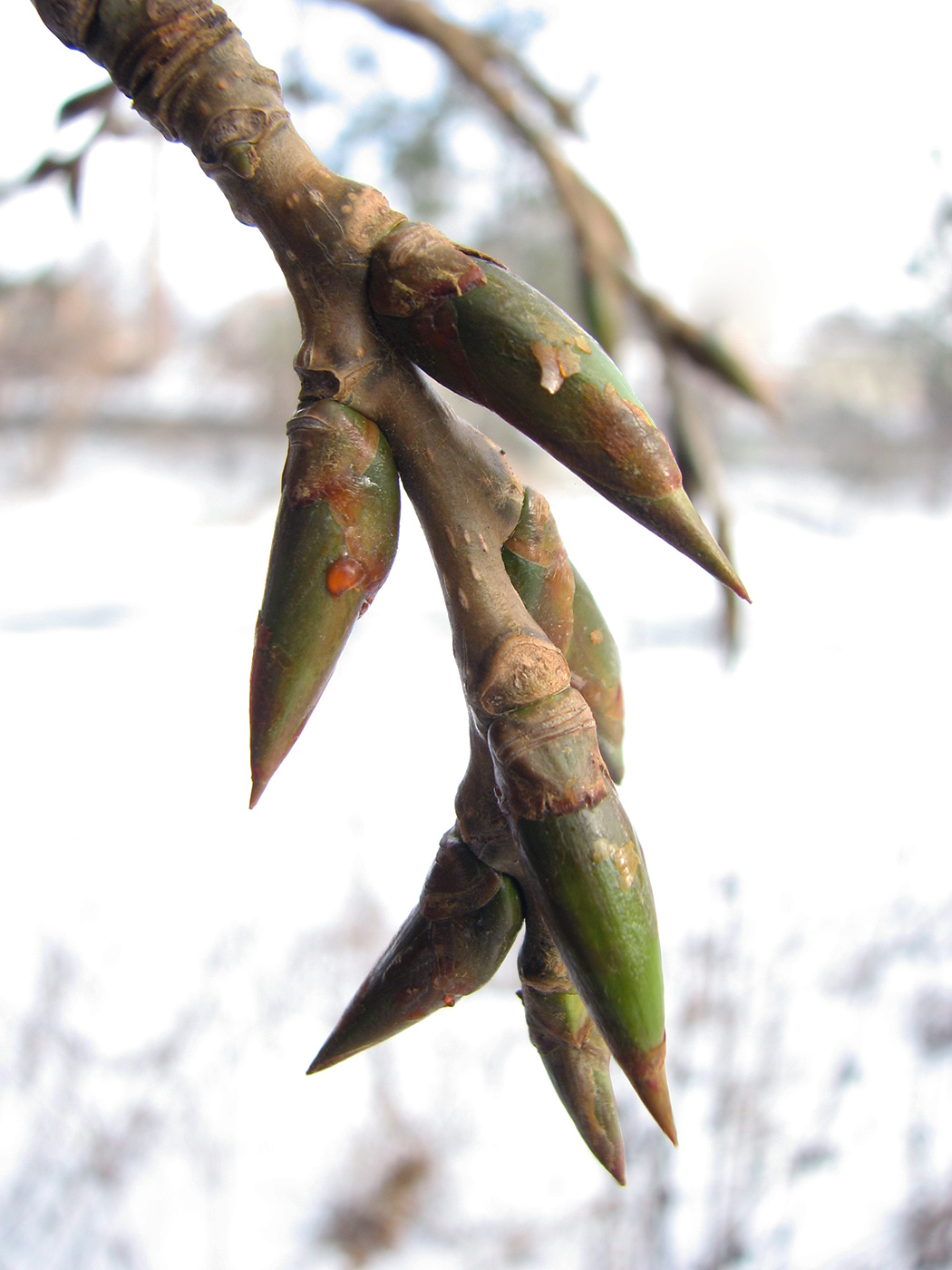 Image of Populus &times; canadensis specimen.