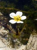 Ranunculus trichophyllus