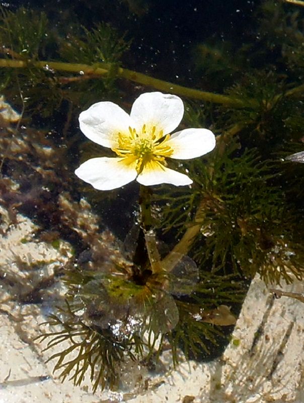 Изображение особи Ranunculus trichophyllus.