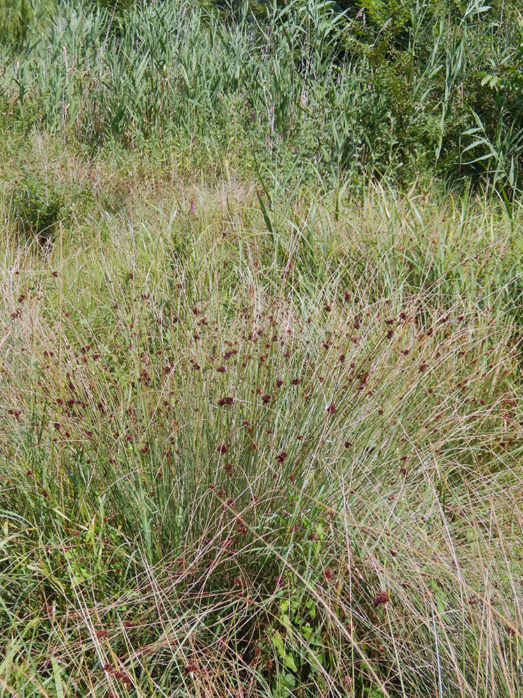 Изображение особи Juncus inflexus.