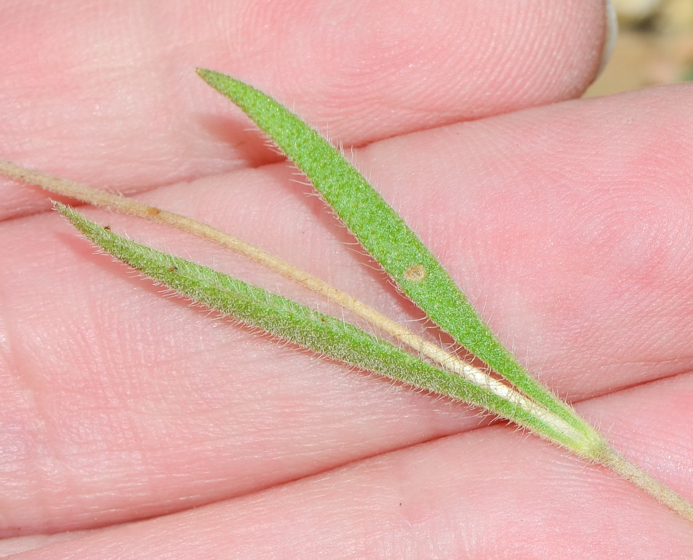 Image of Lomelosia palaestina specimen.