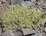 Paronychia rechingeri