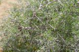 Amygdalus spinosissima. Ветви с плодами. Узбекистан, Кашкадарьинская обл., Китабский р-н, перевал Тахтакарача, 1650 м н.у.м. 31 мая 2013 г.