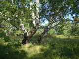 Betula pendula. Взрослые деревья. Ульяновская обл., Инзенский р-н, окр. с. Валгуссы, берёзово-дубовое редколесье по верху мергелисто-мелового склона. 5 августа 2016 г.