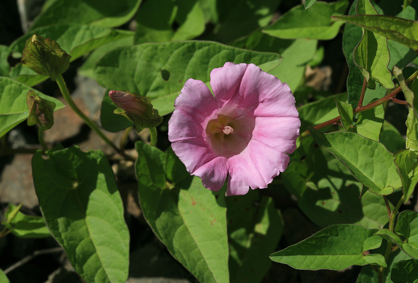 Изображение особи Calystegia inflata.