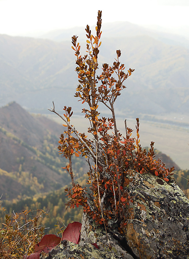 Image of Rhododendron ledebourii specimen.