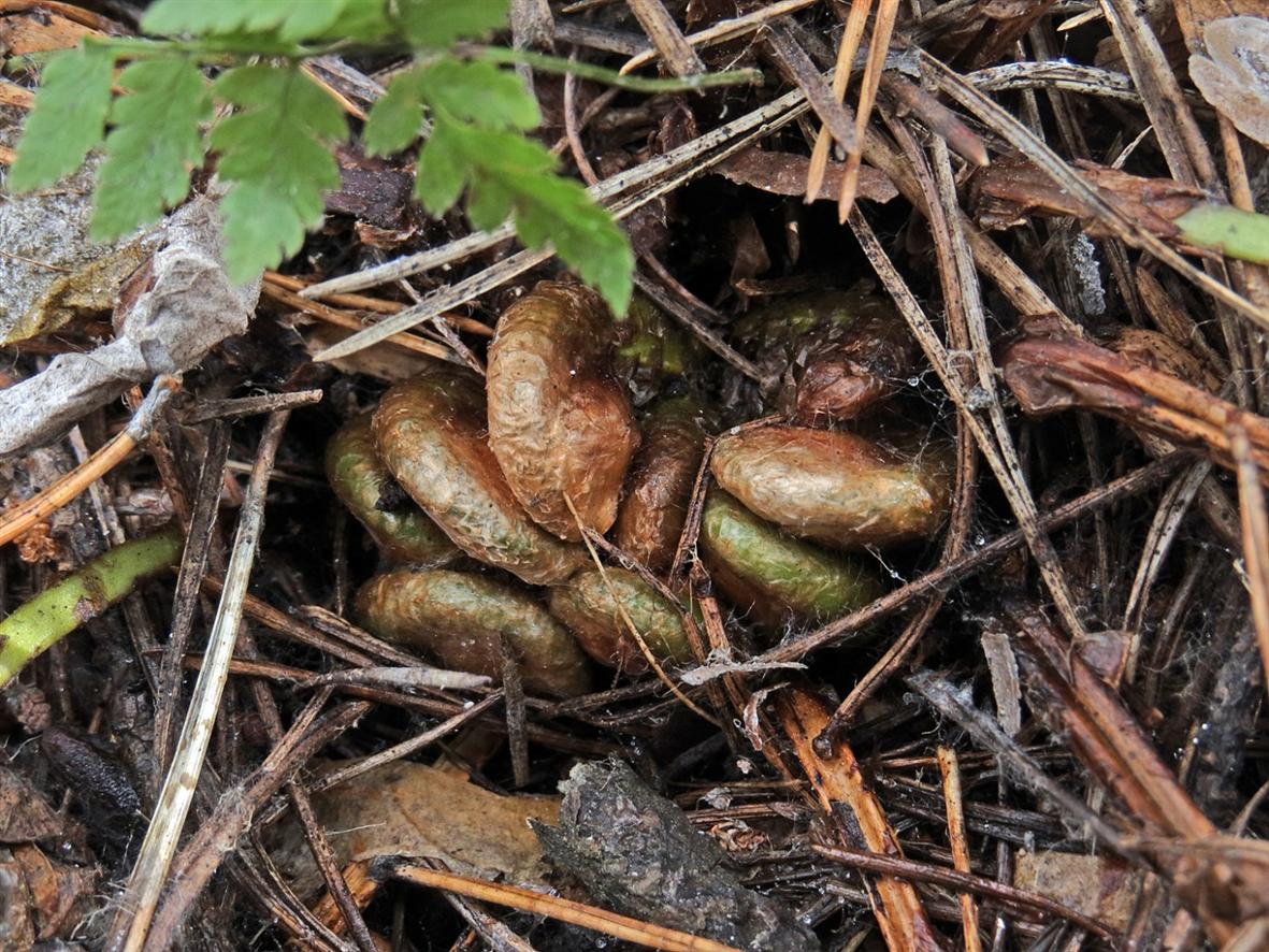 Image of Dryopteris carthusiana specimen.