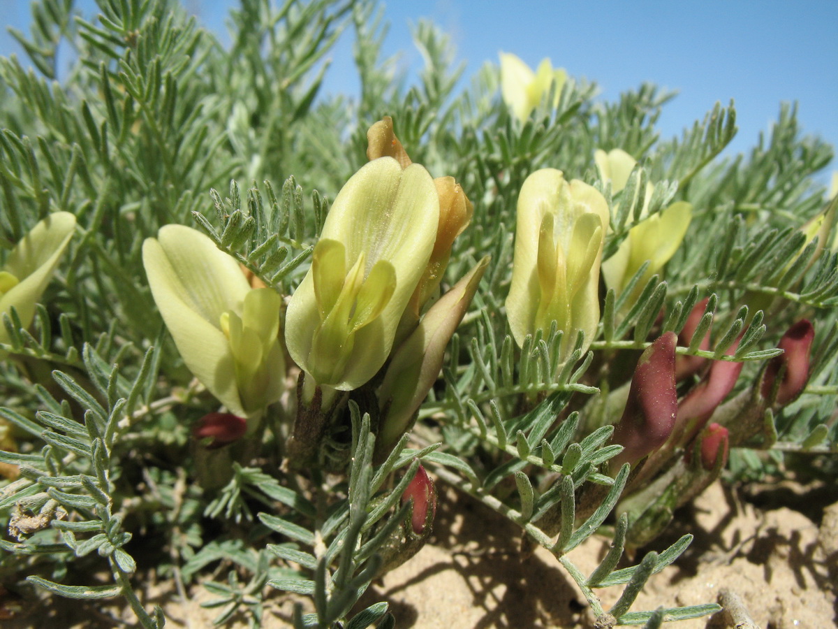 Изображение особи Astragalus dianthus.