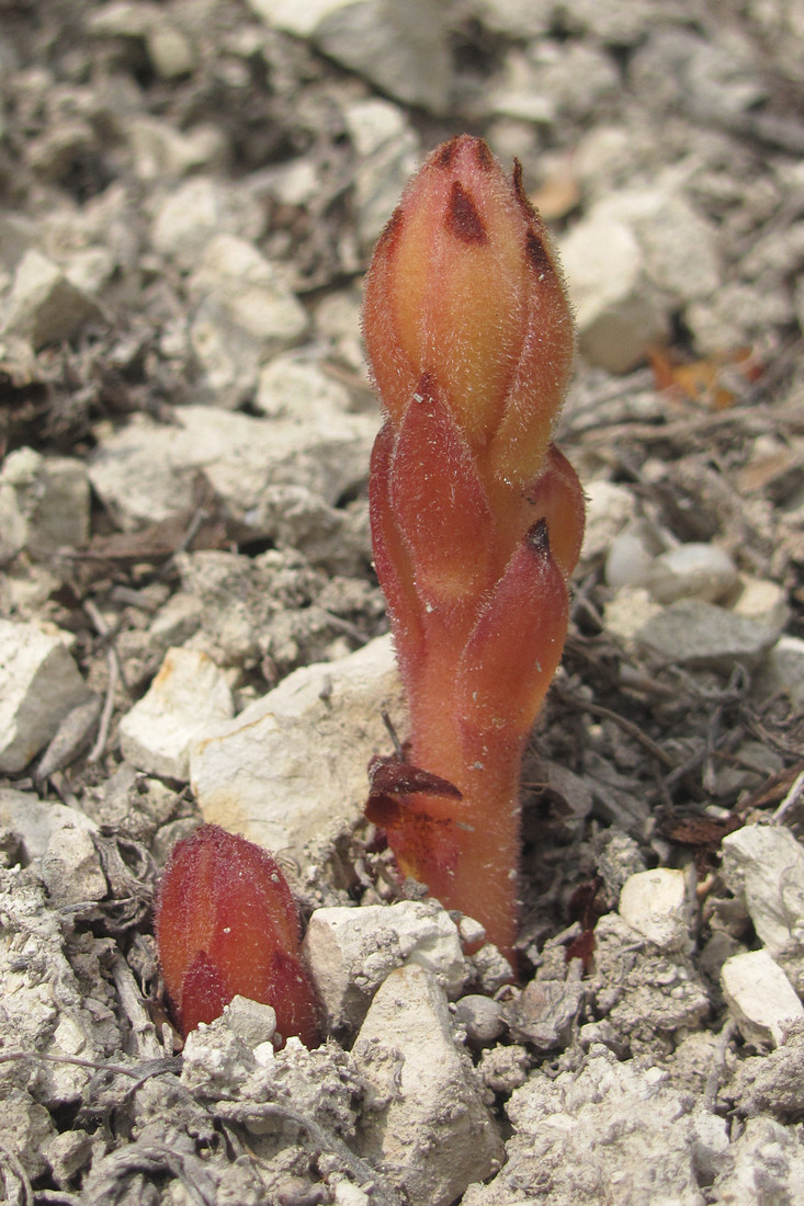 Image of Orobanche centaurina specimen.