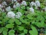 Petasites albus. Плодоносящие растения. Украина, Ивано-Франковская обл., Болеховский горсовет, Поляницкий сельсовет, Поляницкий региональный ландшафтный парк, буковый лес. 10.05.2017.