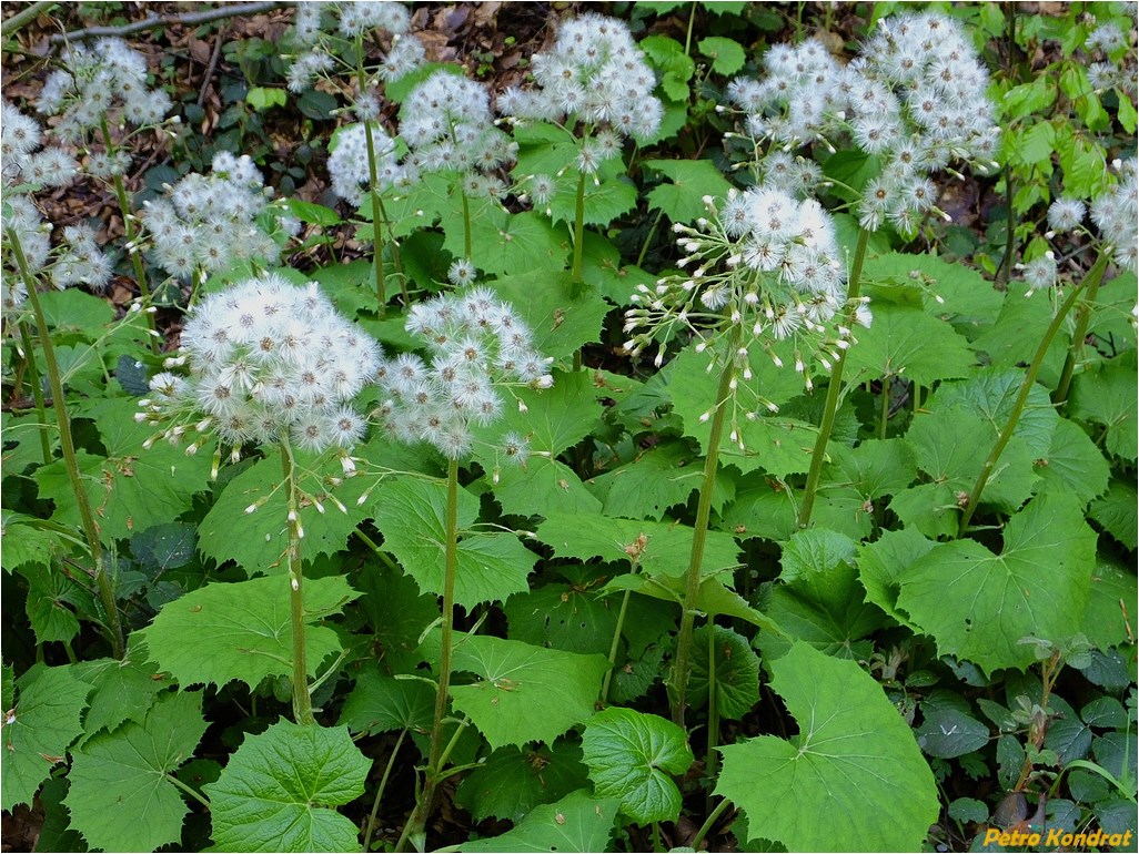 Image of Petasites albus specimen.