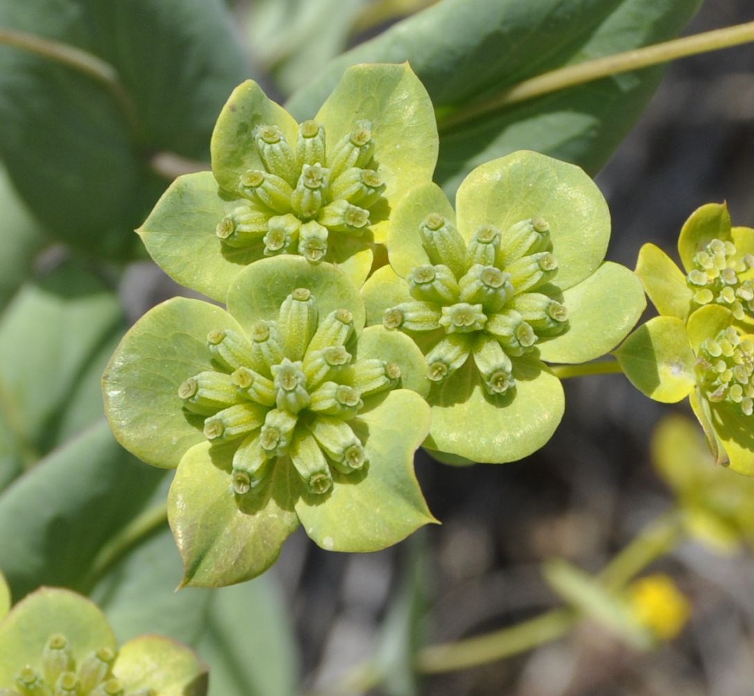 Image of Bupleurum subovatum specimen.