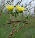 Potentilla recta ssp. pilosa