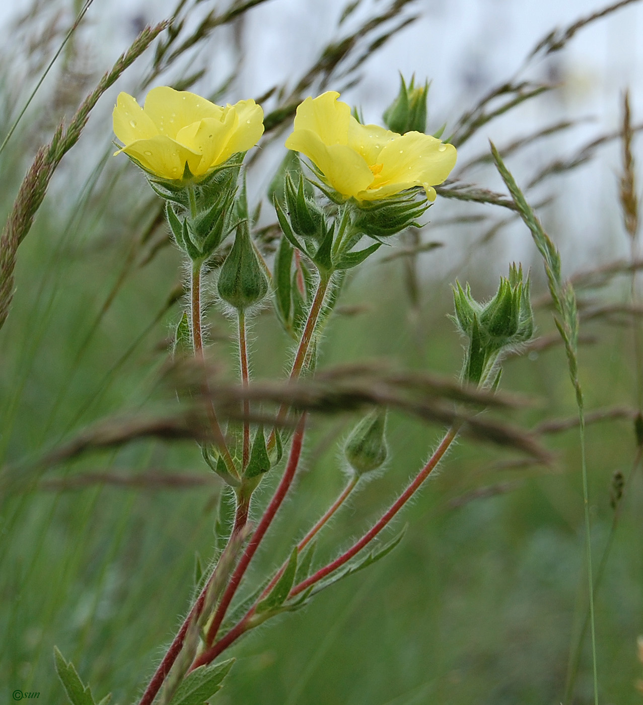 Image of Potentilla recta ssp. pilosa specimen.