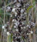 Solidago virgaurea. Соплодия с плодами-летучками. Ленинградская обл., Всеволожский р-н, окр. пос. Мурино, железнодорожная станция Девяткино. 10.10.2009.