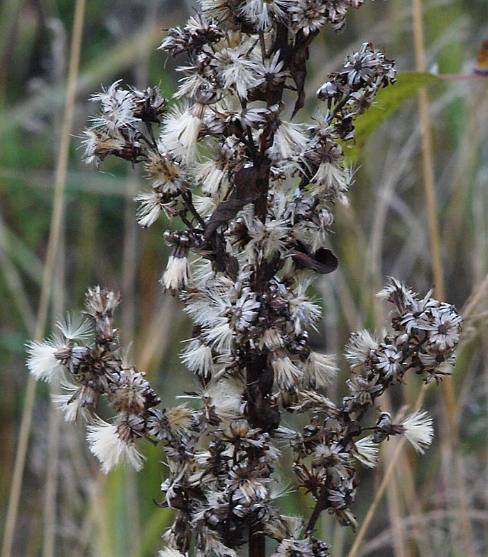 Изображение особи Solidago virgaurea.