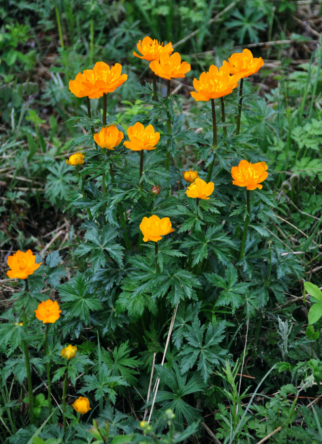 Изображение особи Trollius asiaticus.