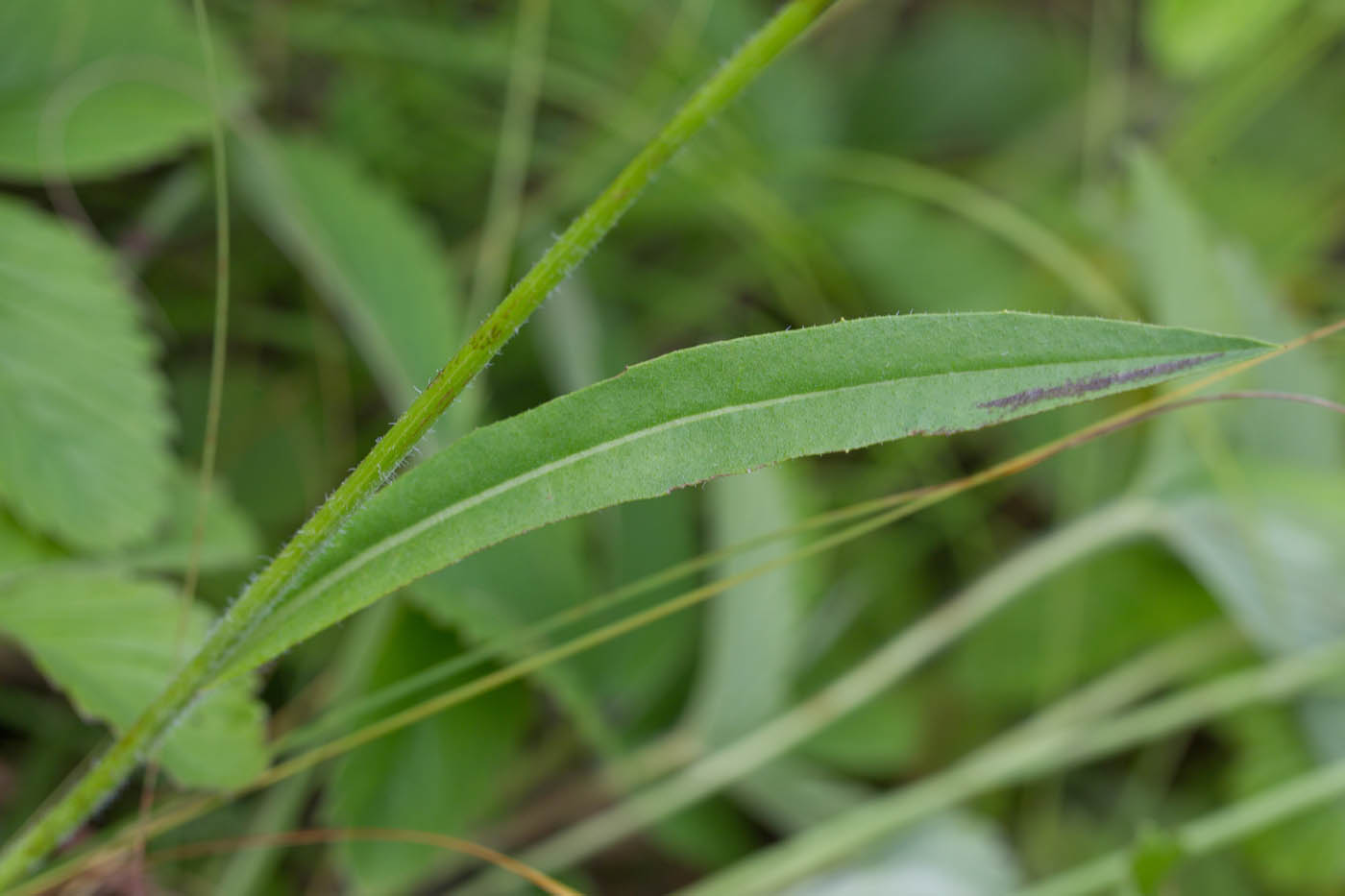 Image of genus Pilosella specimen.