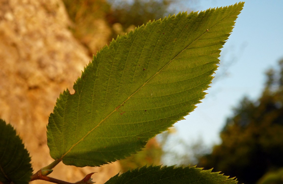 Image of Ostrya carpinifolia specimen.