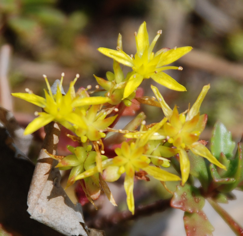 Изображение особи Aizopsis hybrida.