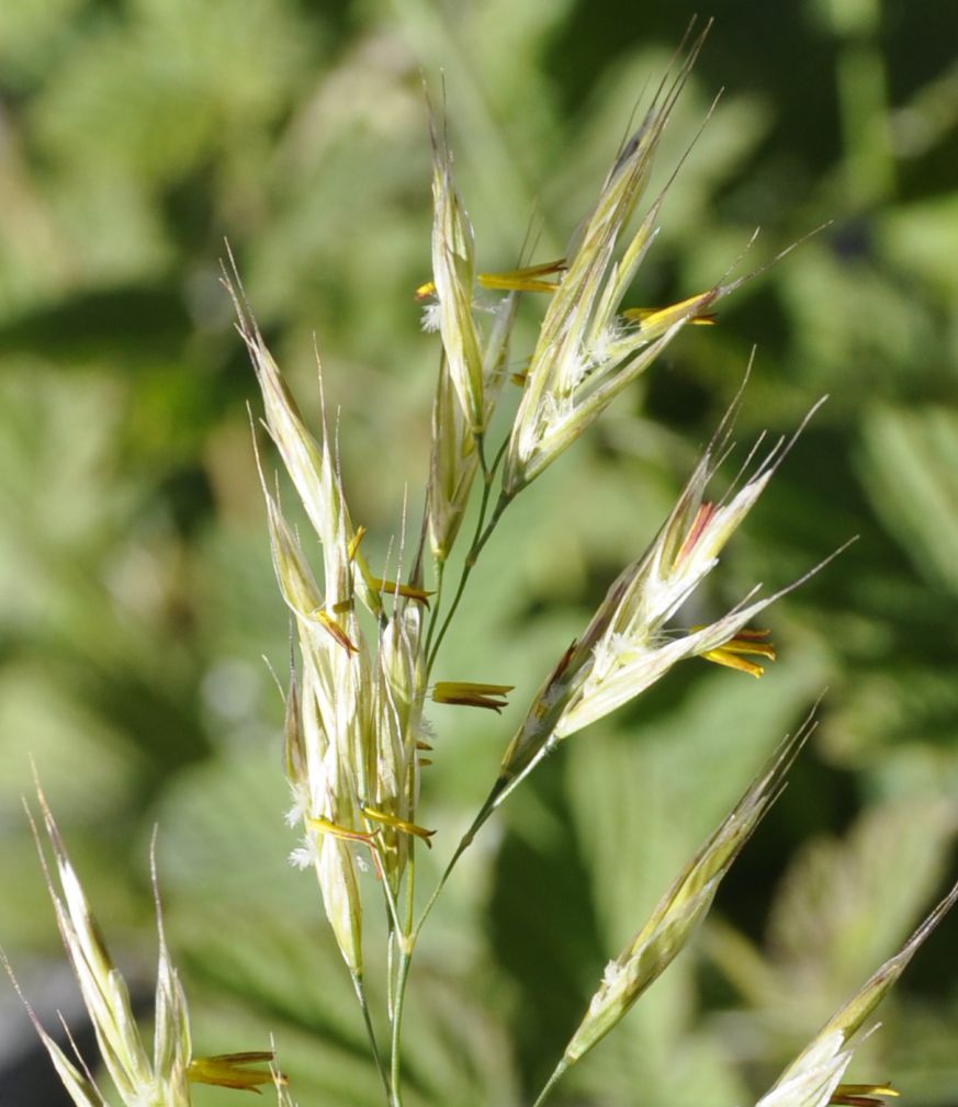 Изображение особи Bromopsis cappadocica.