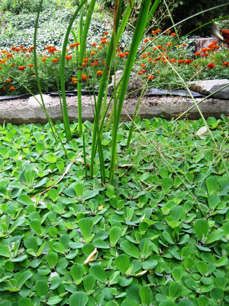 Изображение особи Pistia stratiotes.