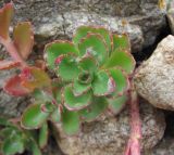 Sedum spurium