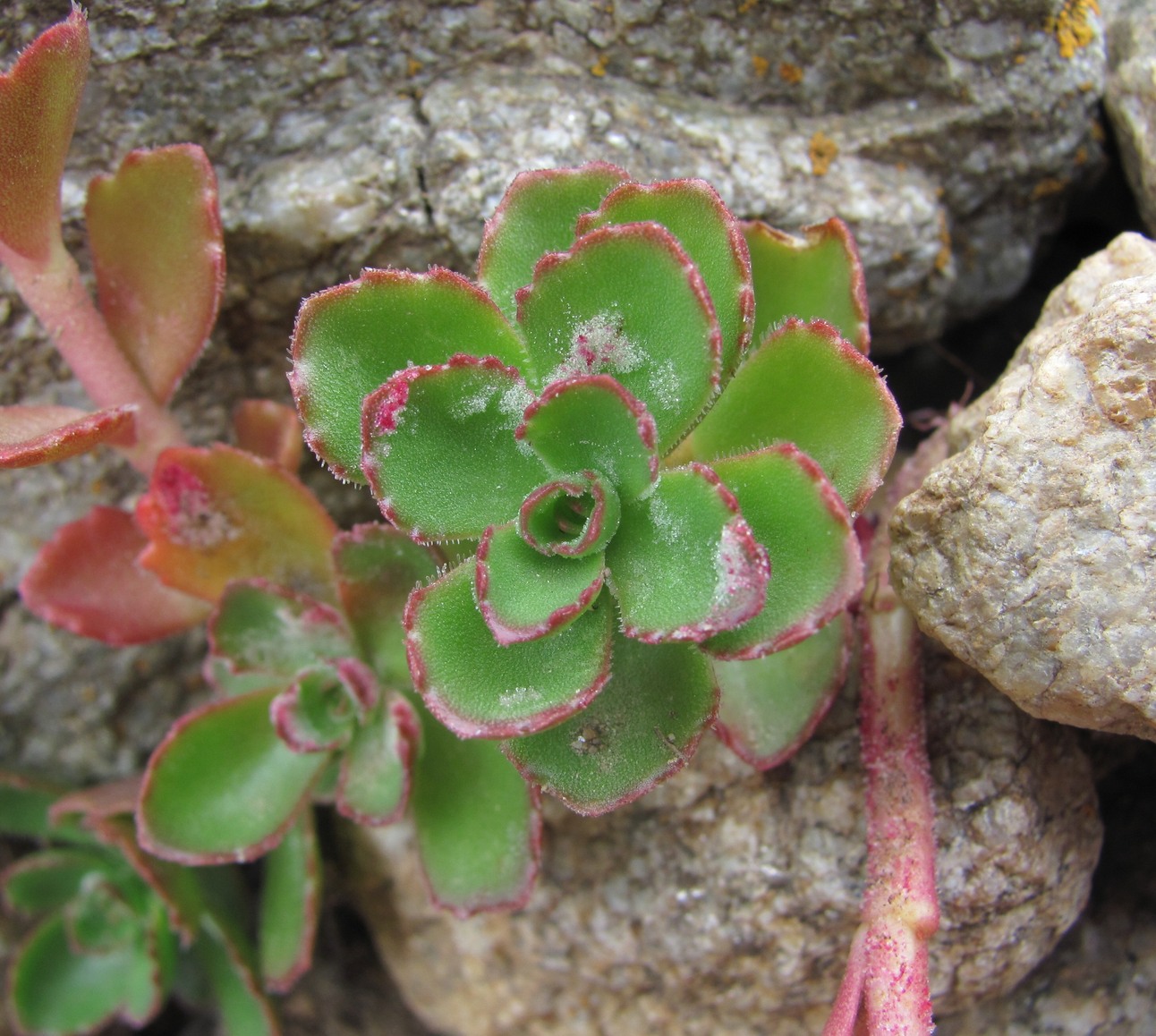 Изображение особи Sedum spurium.