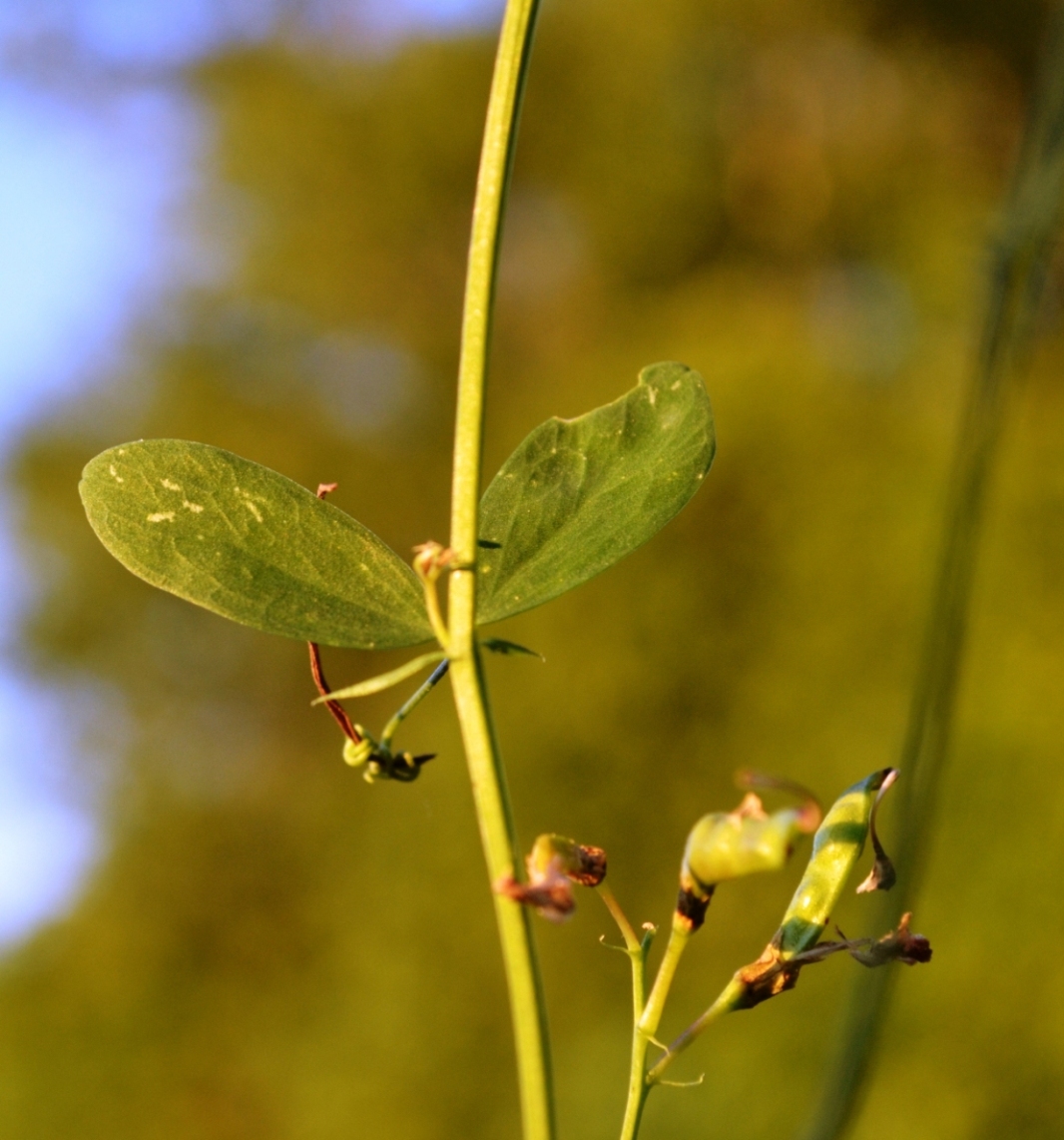 Image of Lathyrus tuberosus specimen.