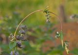 Fallopia convolvulus. Верхушка плодоносящего побега. Пермский край, г. Пермь, Кировский р-н, садовый участок, сорное. 21 августа 2017 г.