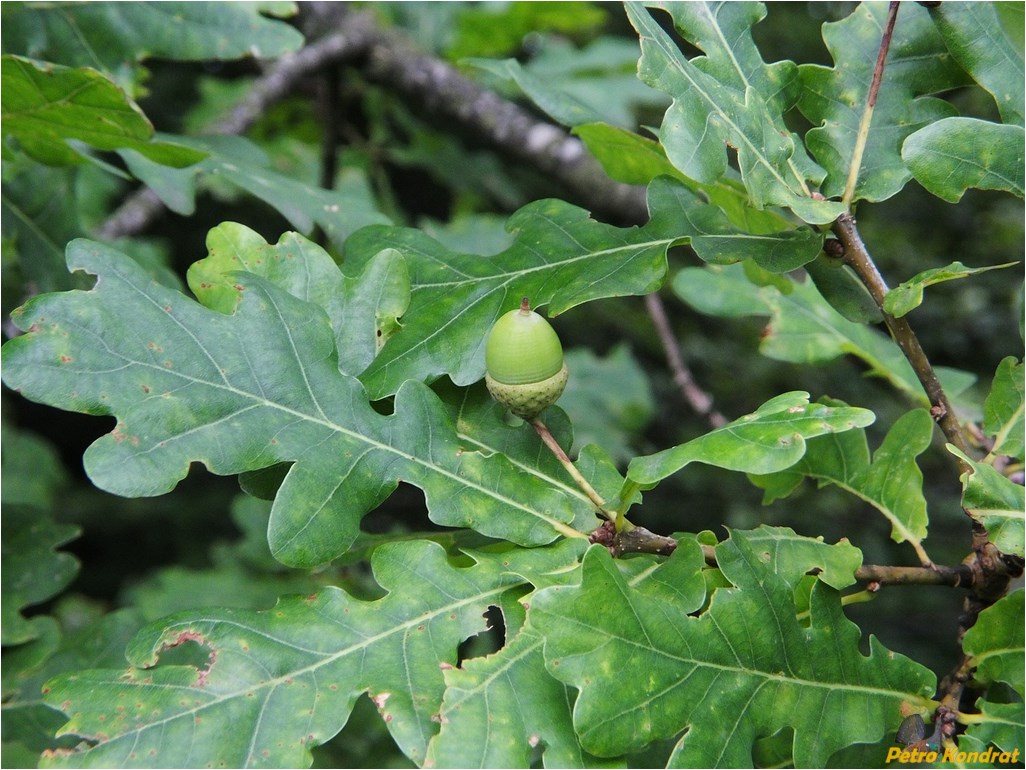 Image of Quercus robur specimen.