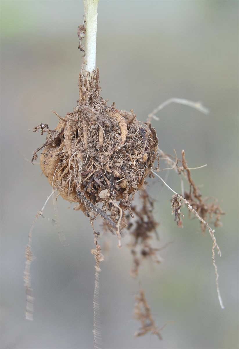 Image of Moraea papilionacea specimen.