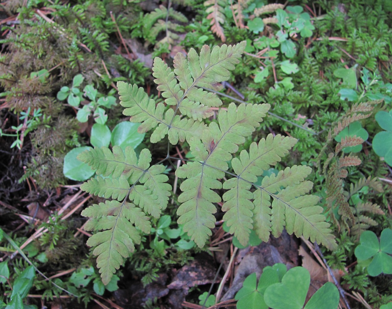 Изображение особи Gymnocarpium dryopteris.