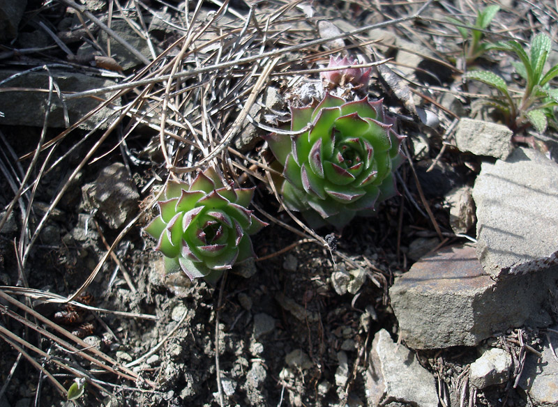 Image of Sempervivum caucasicum specimen.