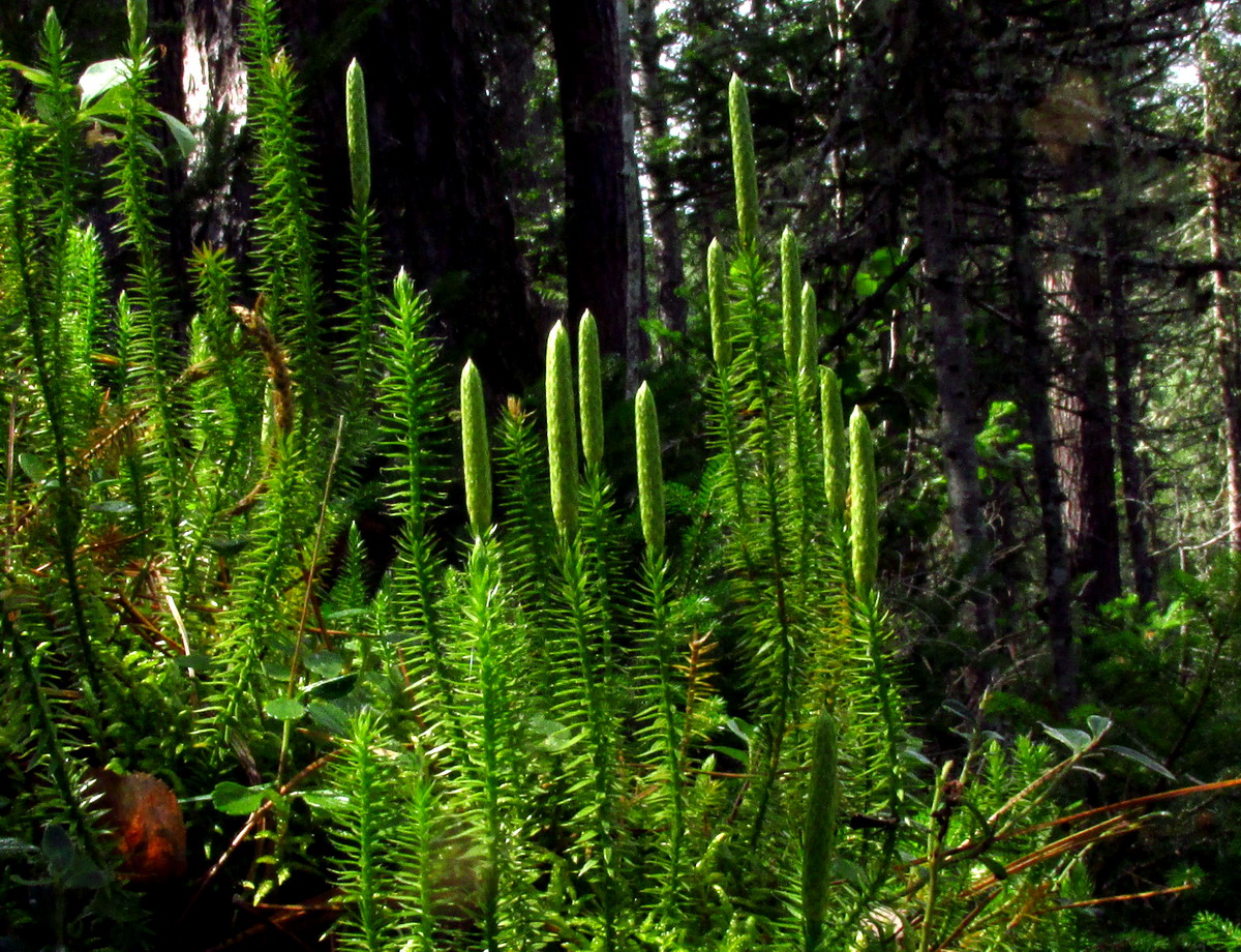 Изображение особи Lycopodium annotinum.