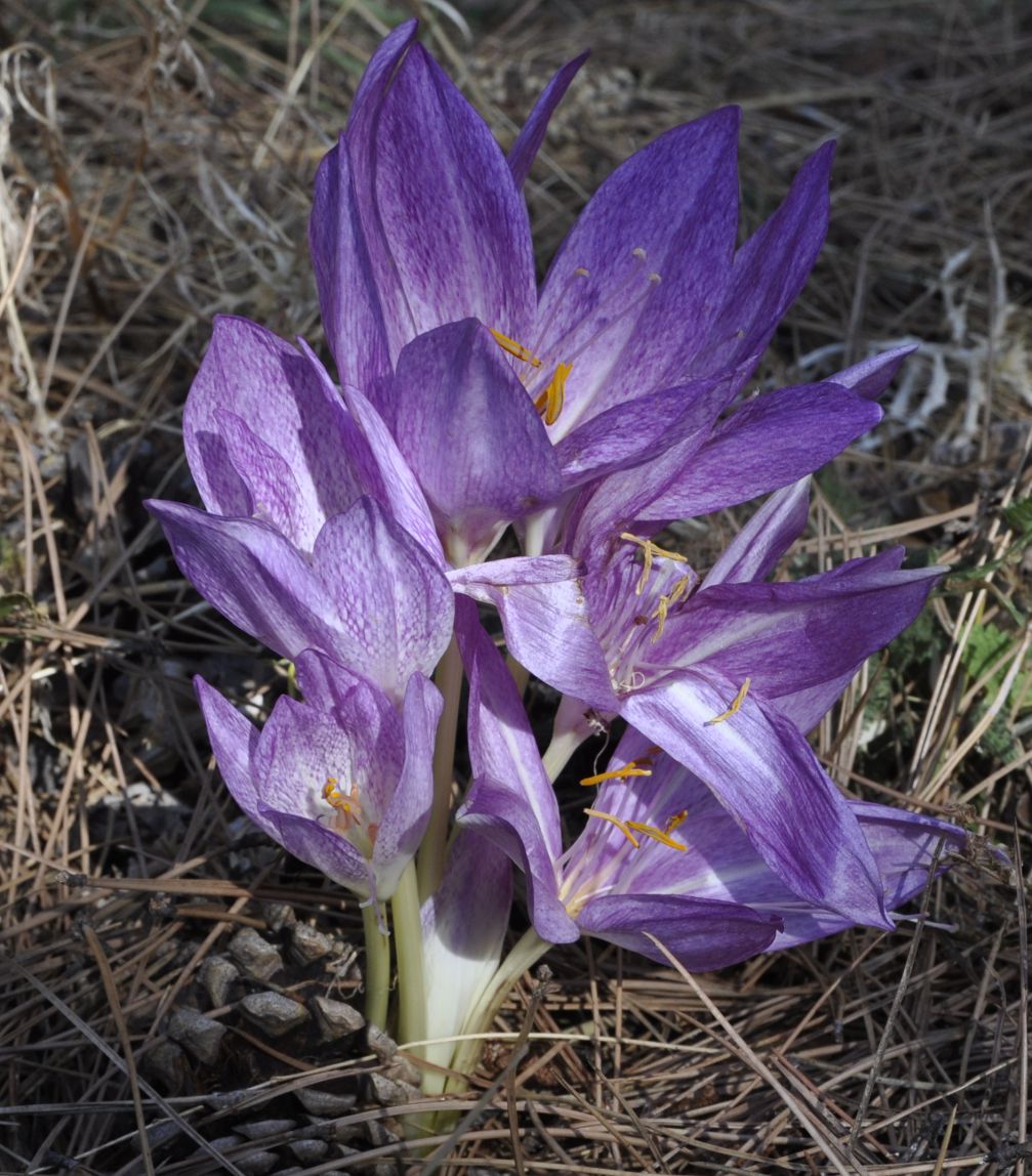 Изображение особи Colchicum bivonae.