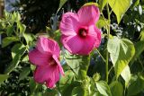 Hibiscus &times; hybridus