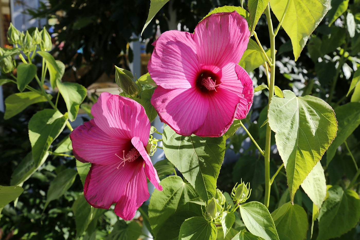 Image of Hibiscus &times; hybridus specimen.